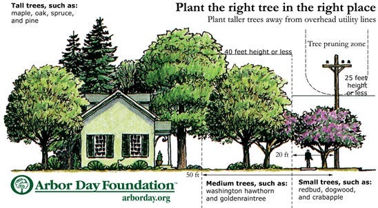 Tree Planting Guide