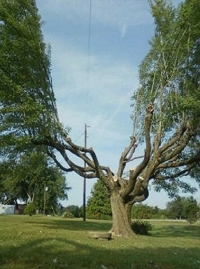 Pic of trimmed tree